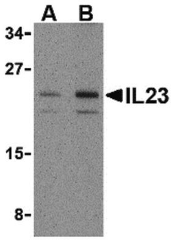 IL23A/IL-23 p19 Antibody