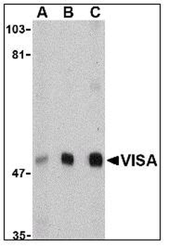 VISA/MAVS Antibody