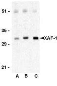 XAF1 Antibody