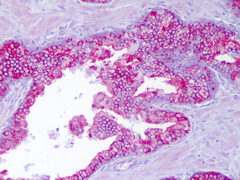 PTTG1IP/PBF Antibody