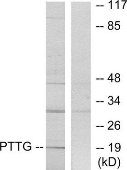 PTTG1IP/PBF Antibody