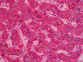 F9/Factor IX Antibody