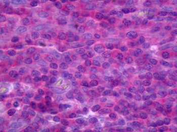 TNFRSF18/GITR Antibody