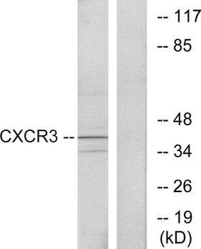 CXCR3 Antibody