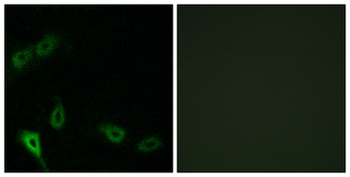 MARK2 Antibody