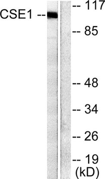 CSE1L Antibody