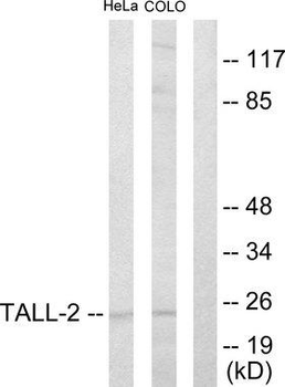 TNFSF13/APRIL Antibody
