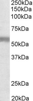 NPR3 Antibody