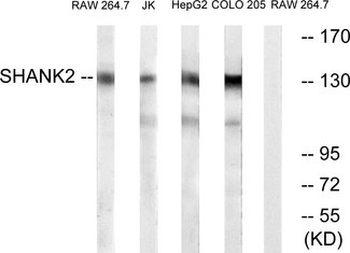 SHANK2/SHANK Antibody