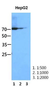 STAT1 Antibody