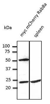 RAB8A/RAB8 Antibody