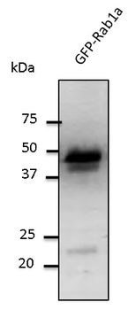 RAB1A Antibody