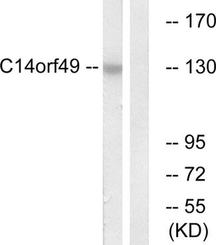 SYNE3/C14orf49 Antibody