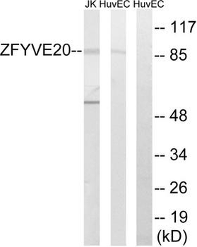 RBSN/Rabenosyn 5 Antibody