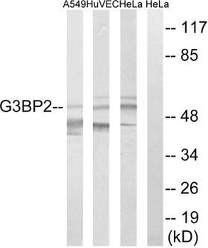 G3BP2 Antibody