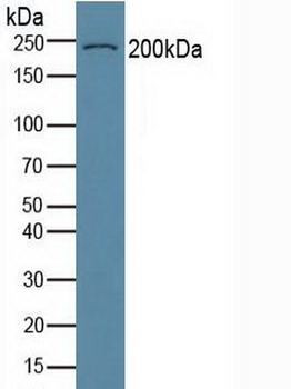 COL6A3 / Collagen VI Alpha 3 Antibody (aa463-624)