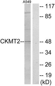 CKMT2 Antibody (aa231-280)