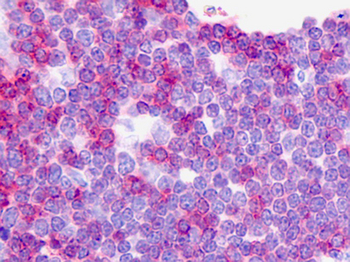 CD3 Antibody (clone CD3-12)