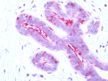 F2RL2 / PAR3 Antibody (C-Terminus)