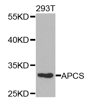 APCS/Serum Amyloid P/SAP Antibody