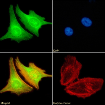 Anti-BRD4 [RAB-C131]