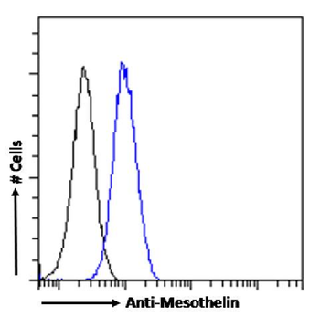 Anti-Mesothelin [11-25]