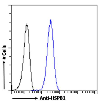 Anti-HSPB1 [SAIC-23E-30]