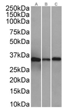 Anti-ANXA4 [SAIC-14C-10F12]