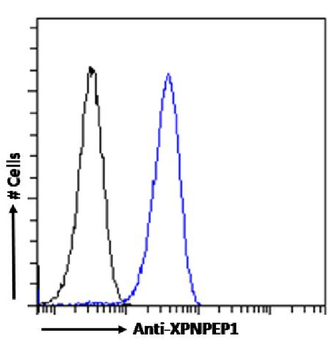 Anti-XPNPEP1 [SAIC-07E-1]