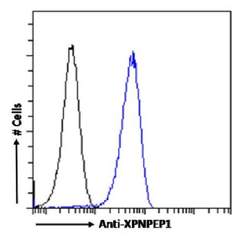 Anti-XPNPEP1 [SAIC-07B-14]
