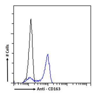 Anti-CD163 [2A10 (2A10/11)]