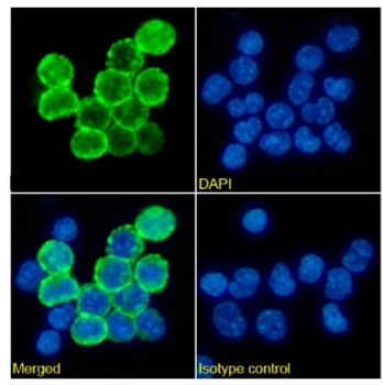 Anti-CD163 [2A10 (2A10/11)]