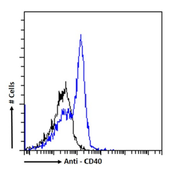 Anti-CD40 [FGK45]