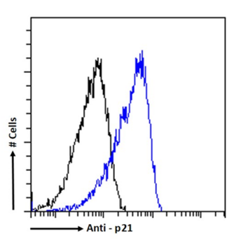 Anti-p21 [Y13-238]