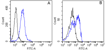 Anti-alpha 5 beta 1 Integrin [M200 (Volociximab)]
