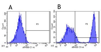 Anti-CD20 [10F381 (rituximab)]