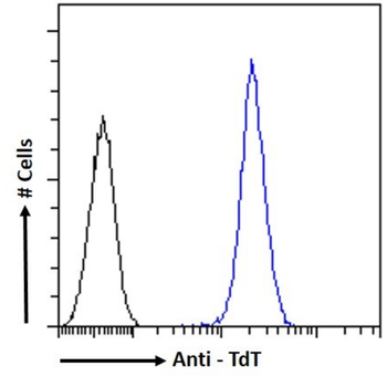 Anti-Terminal Deoxynucleotidyl Transferase [32D5]