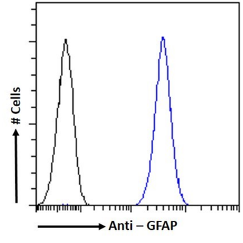Anti-GFAP [10G1G11H7]