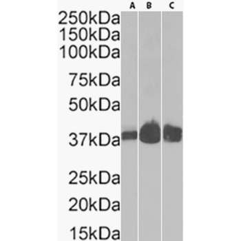 Anti-GFAP [10G1G11H7]