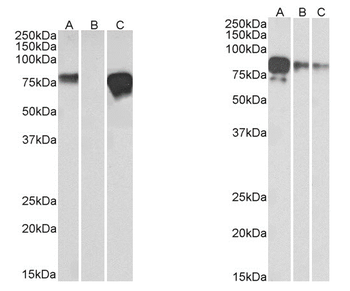 Anti-c-myc epitope tag [9E10]