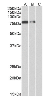 Anti-His tag (C-term) [3D5]