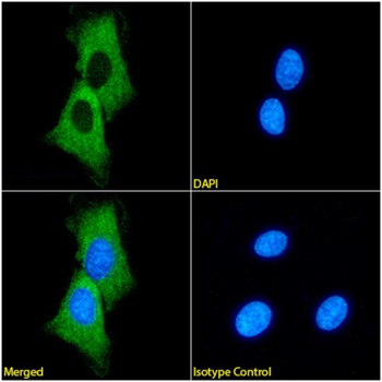 Anti-Myelin basic protein [F28C4]