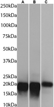 Anti-Myelin basic protein [F28C4]