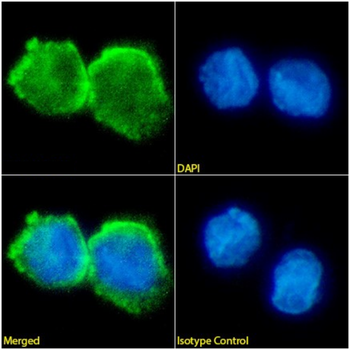Anti-CD33 [SGN-33 (Lintuzumab)]