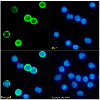 Anti-Mouse antibody kappa light chain [OX-20]