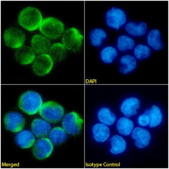Anti-Gamma Delta TCR [B1.1]