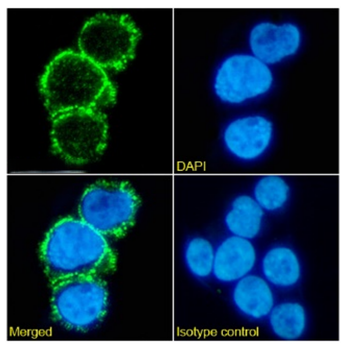 Anti-AIF1 [GT1-mAb2]