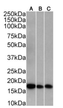 Anti-AIF1 [GT1-mAb1]