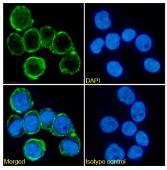Anti-AIF1 [GT1-mAb1]