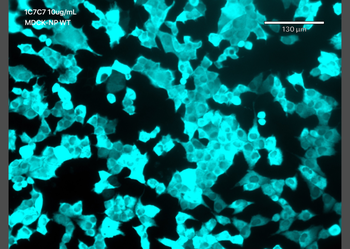 Anti-Covid-19 & SARS-CoV Nucleocapsid [1C7C7]
